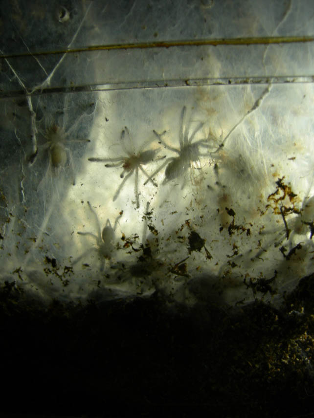 Slings in the mists (T. violaceus)