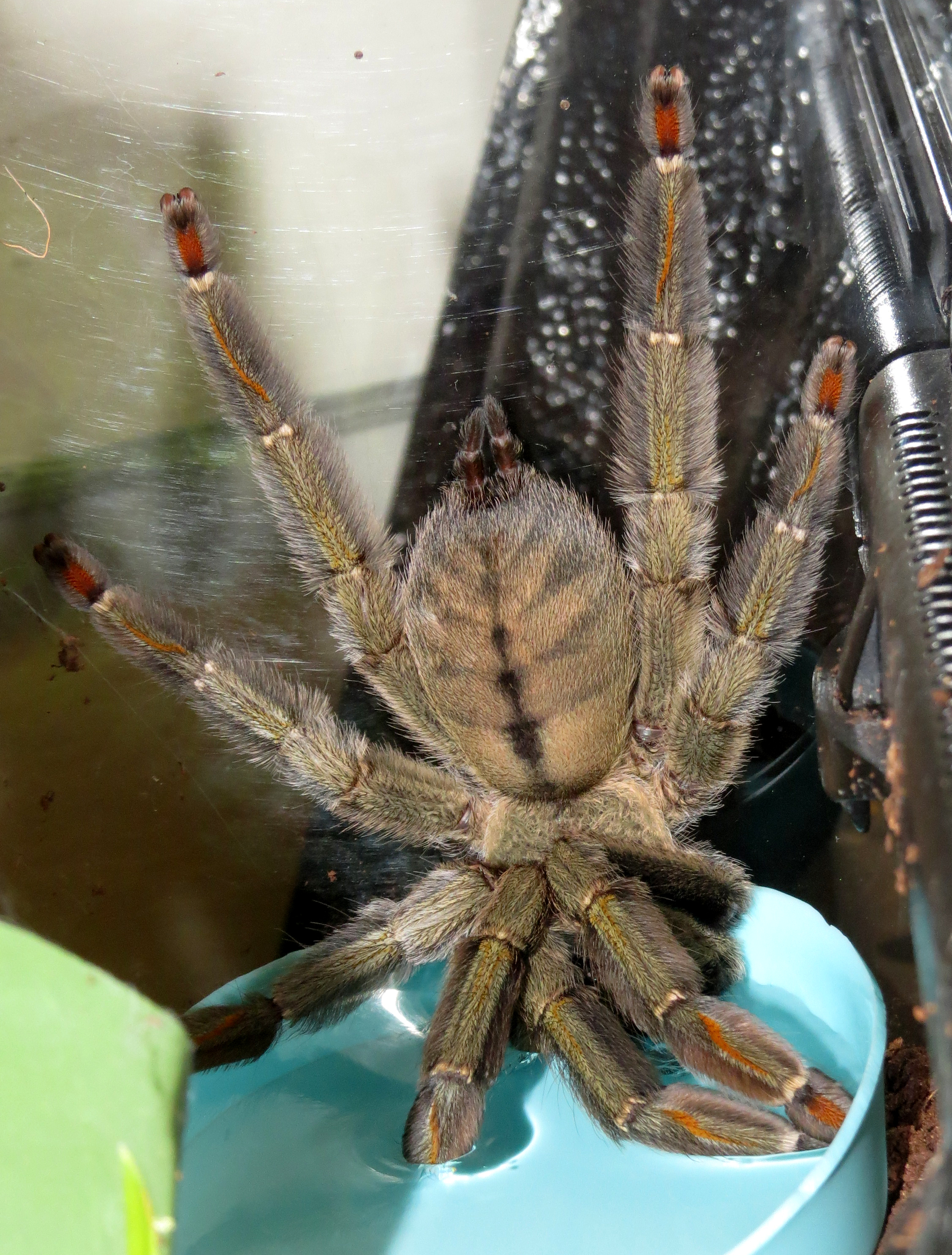 Slurp (♀ Psalmopoeus cambridgei 6")