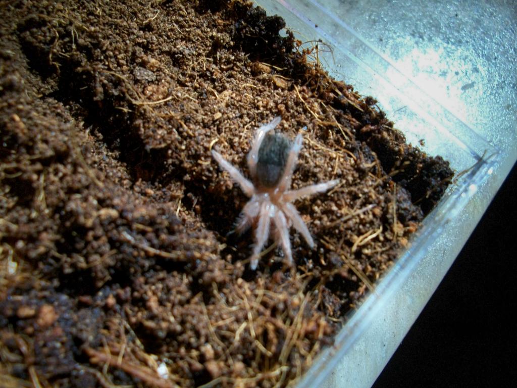 Small B. Albiceps