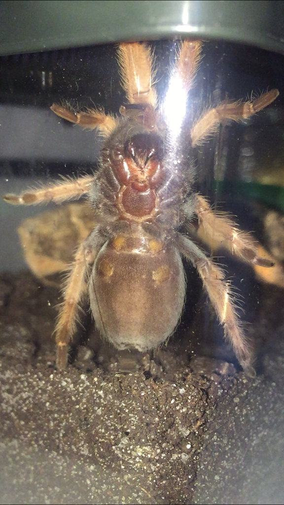 Small Brachypelma Boehmei