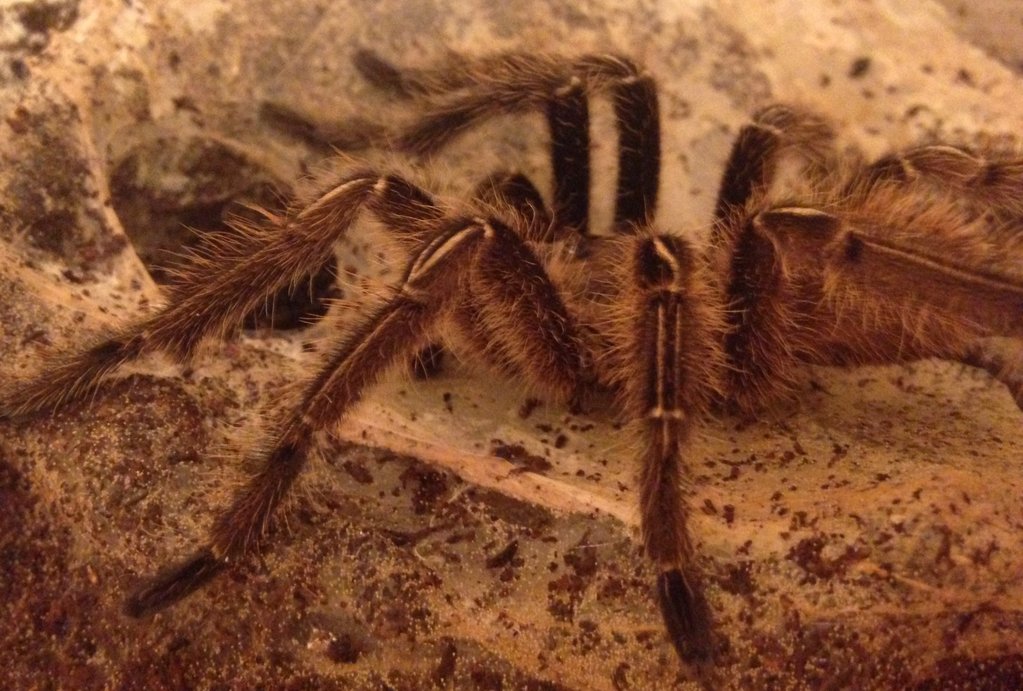 small Ephebopus murinus male