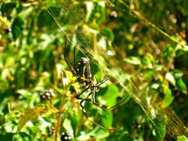 Small male large female golden silk orb weavers