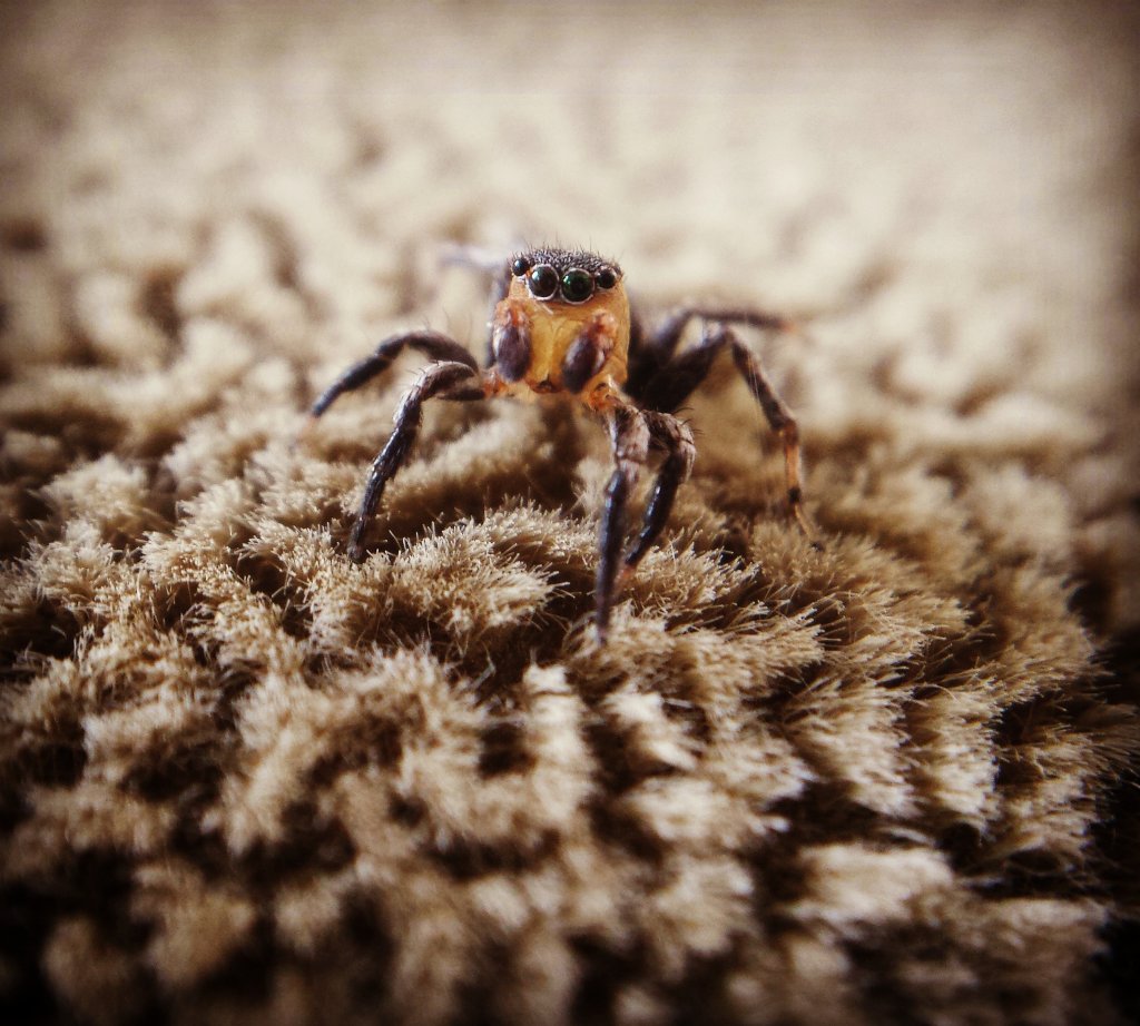 Small male orange faced jumper