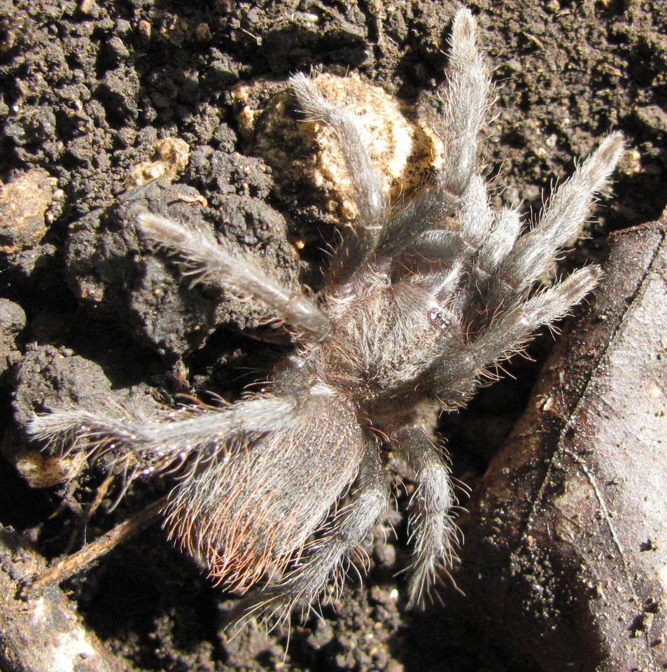 Smallish Female In The Yucatan, Mexico