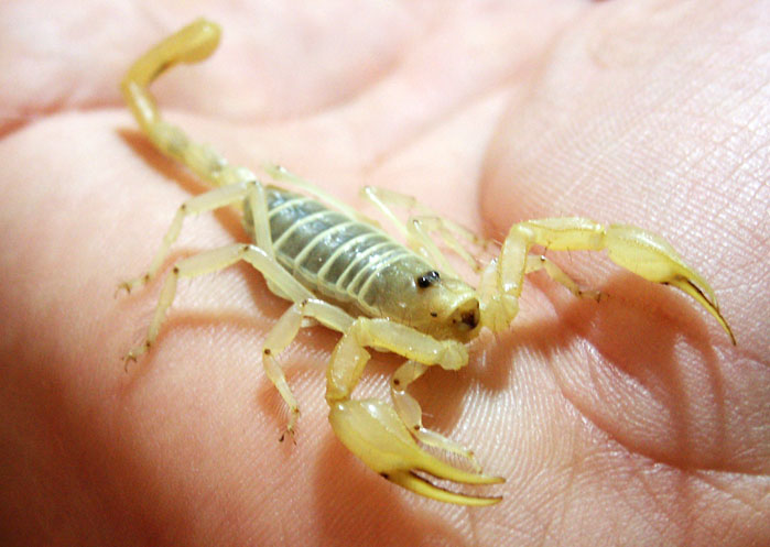 Smeringurus mesaensis