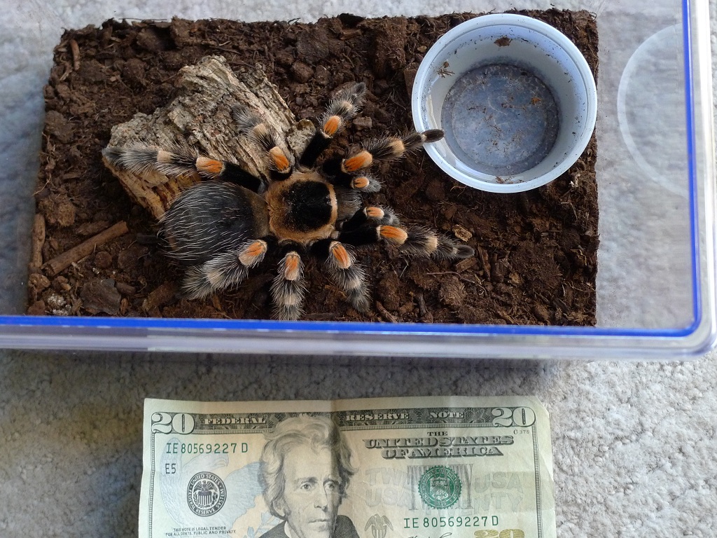 Smithi came home (pre-transfer)