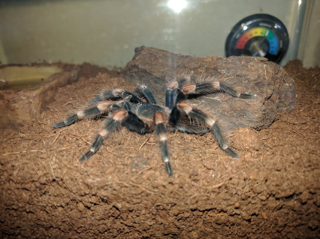 Smithi - Juvi Post moult