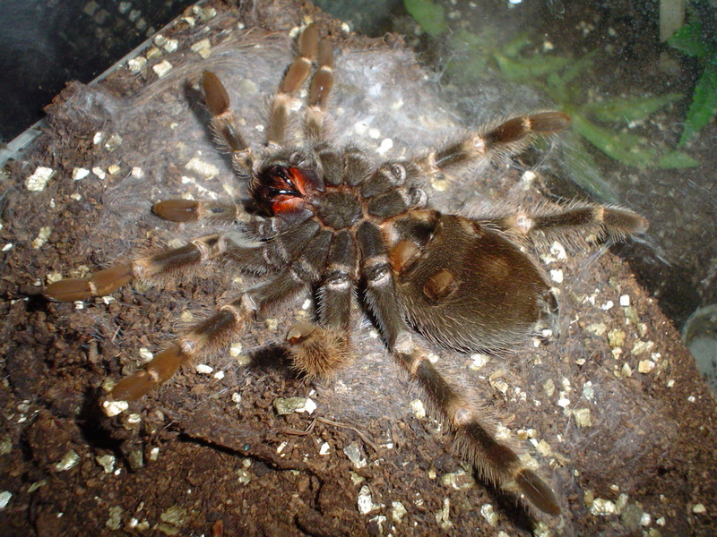 Smithi - male or female ?