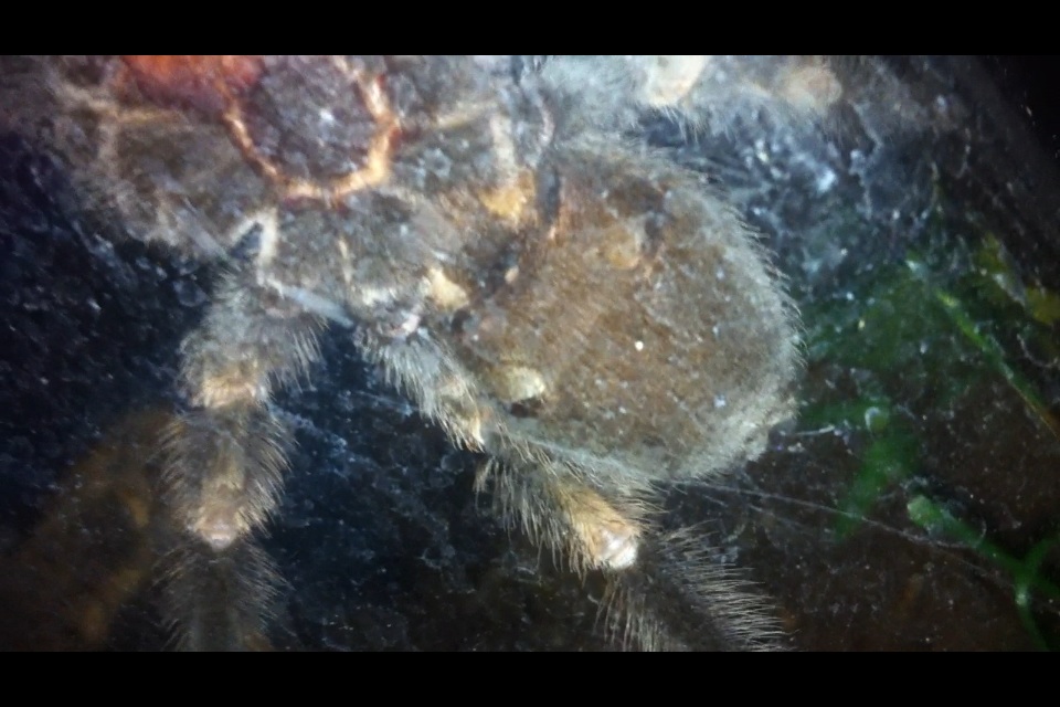 Smithi (male?)