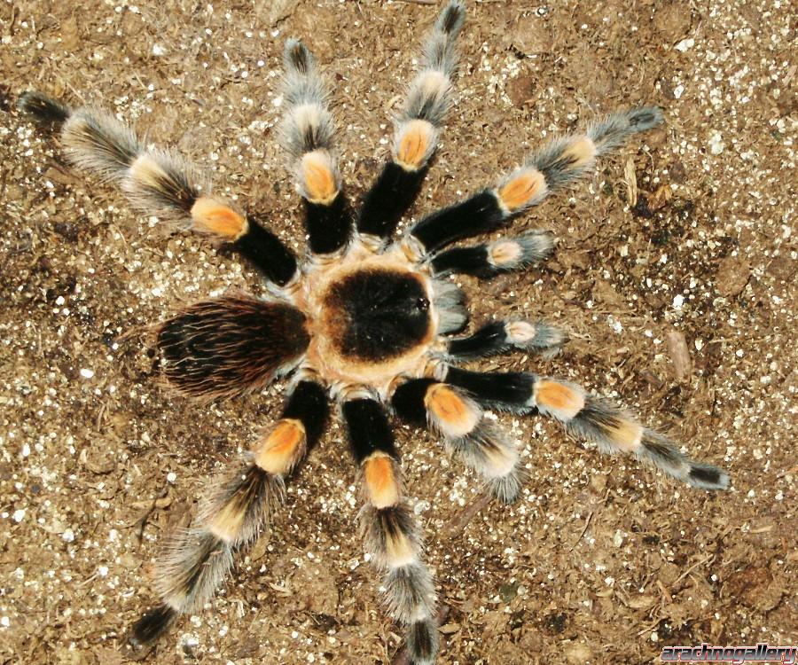 smithi mature male