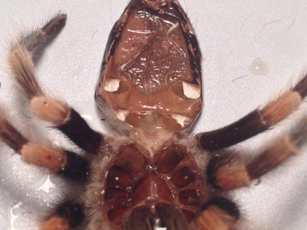 Smithi molt