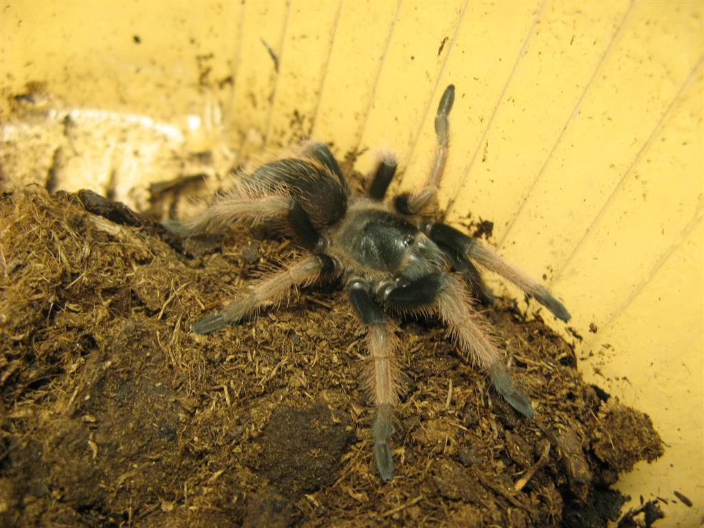 Smithi or not?