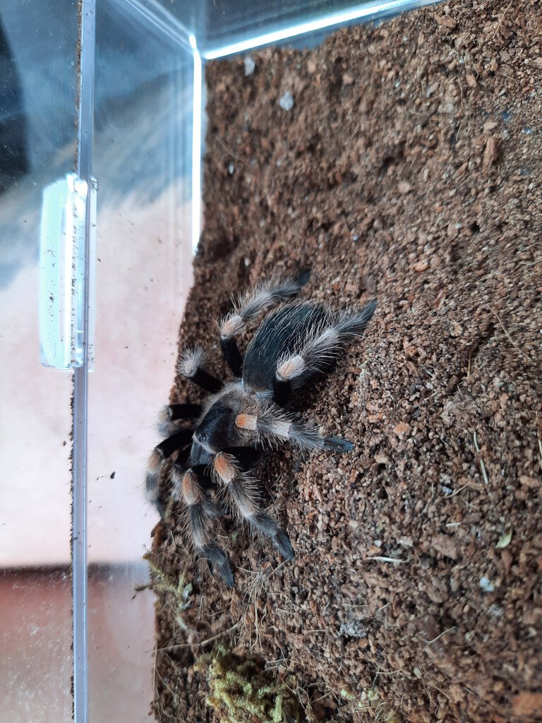 Smithi vs. Hamorii? Sold as "red knee"