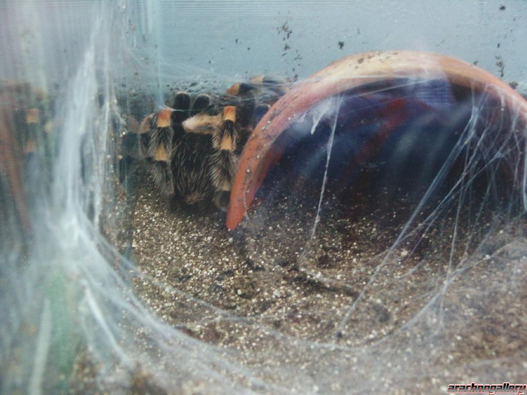 smithi with eggsac