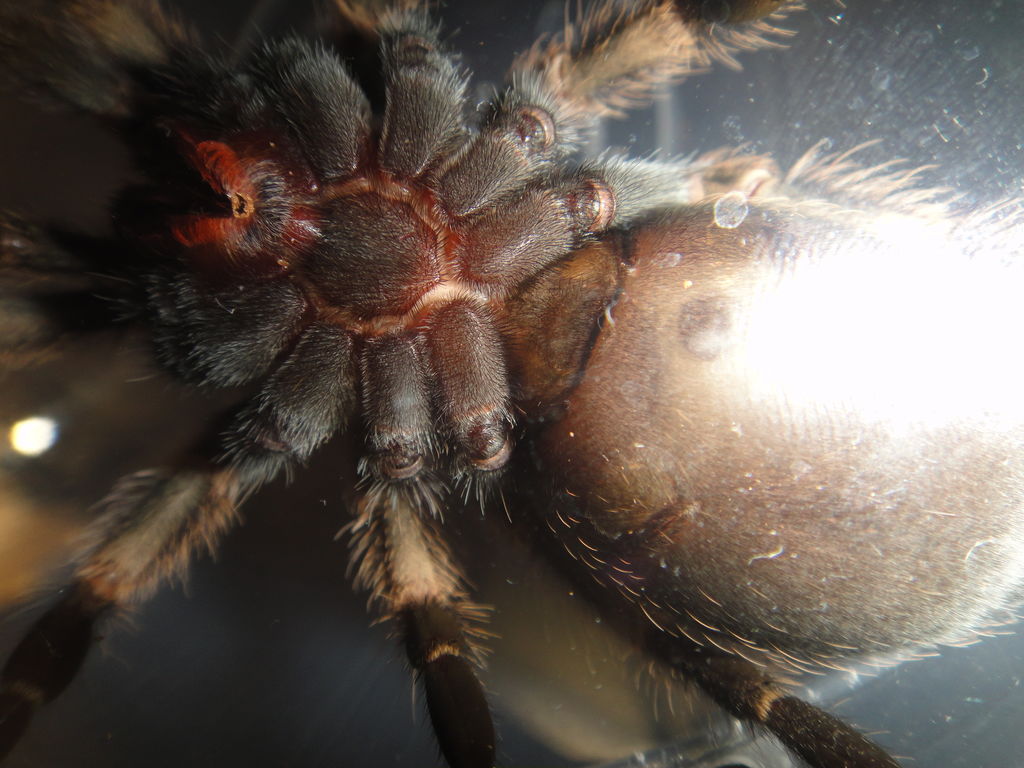 Smithi