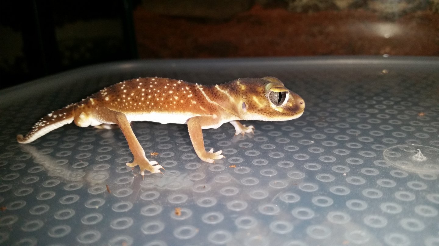 Smooth Knob Tailed Gecko