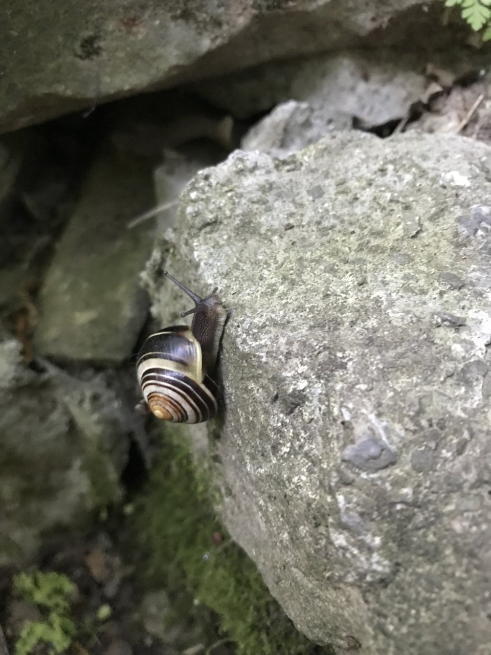 Snail