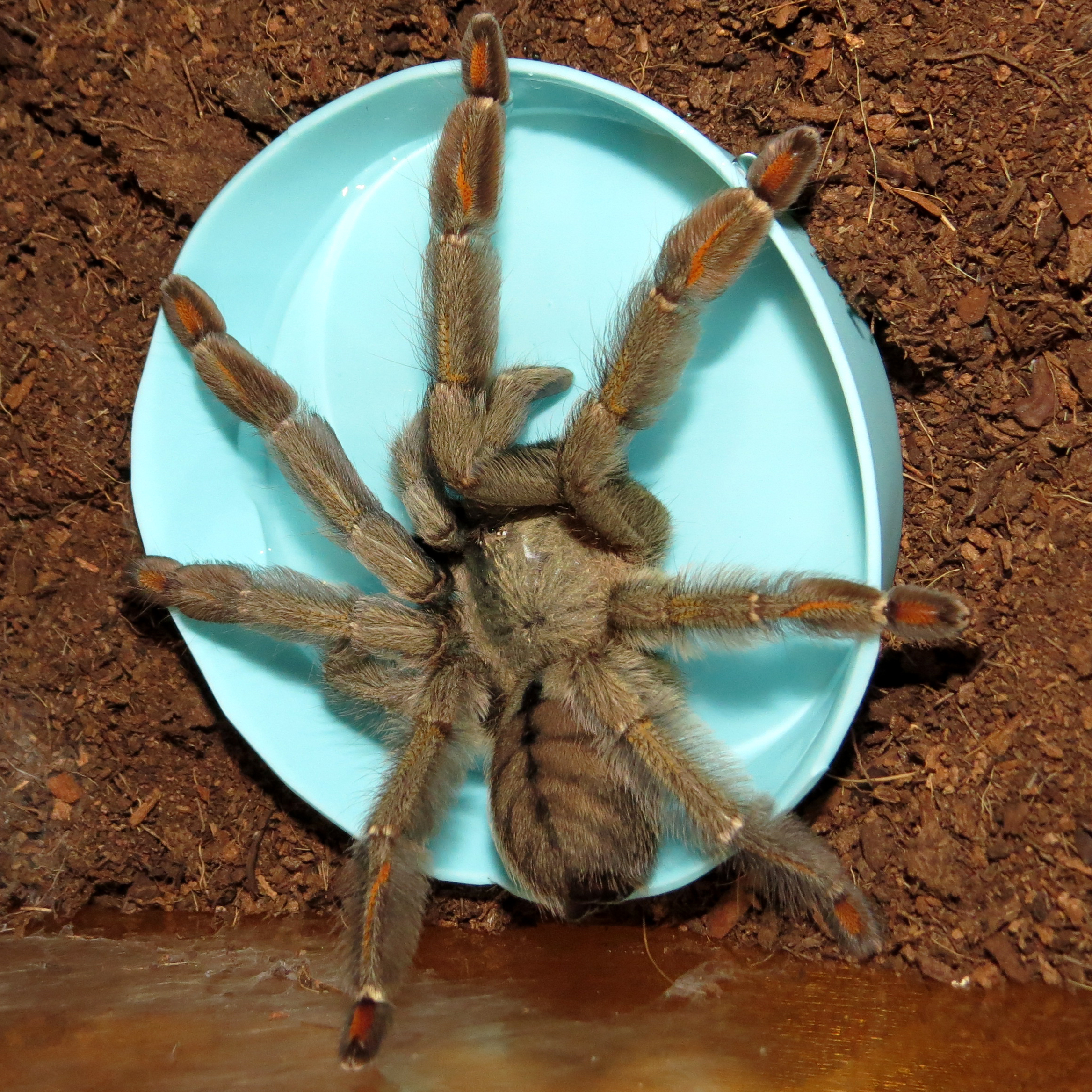 So Thirsty! (♀ Psalmopoeus cambridgei 5")