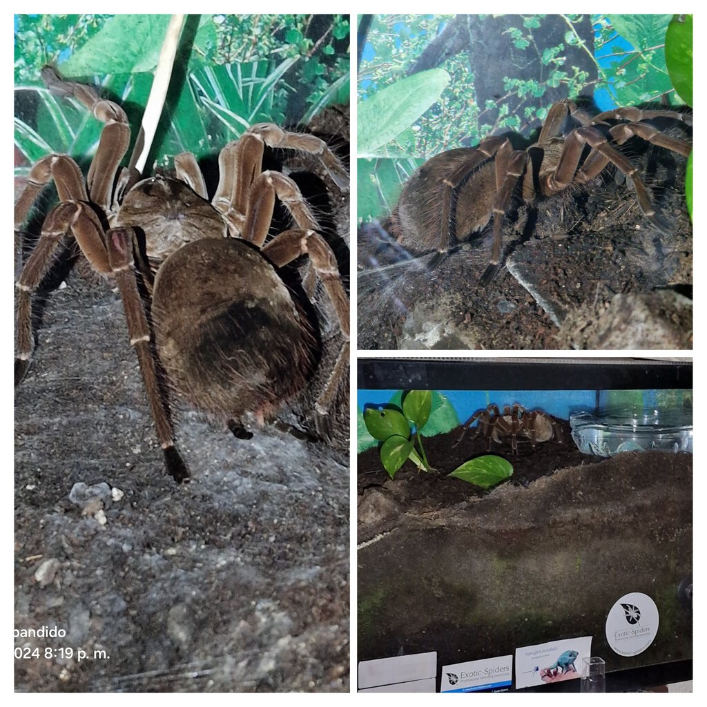 SOCKS, L7 Theraphosa sp Stirmi. (Age 27 months or 2 years and 3 months).. Regards