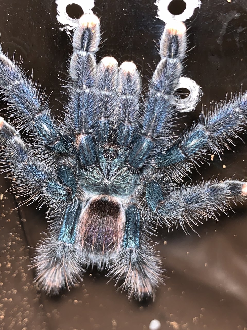 Sold as A. Avicularia but maybe A. Geroldi