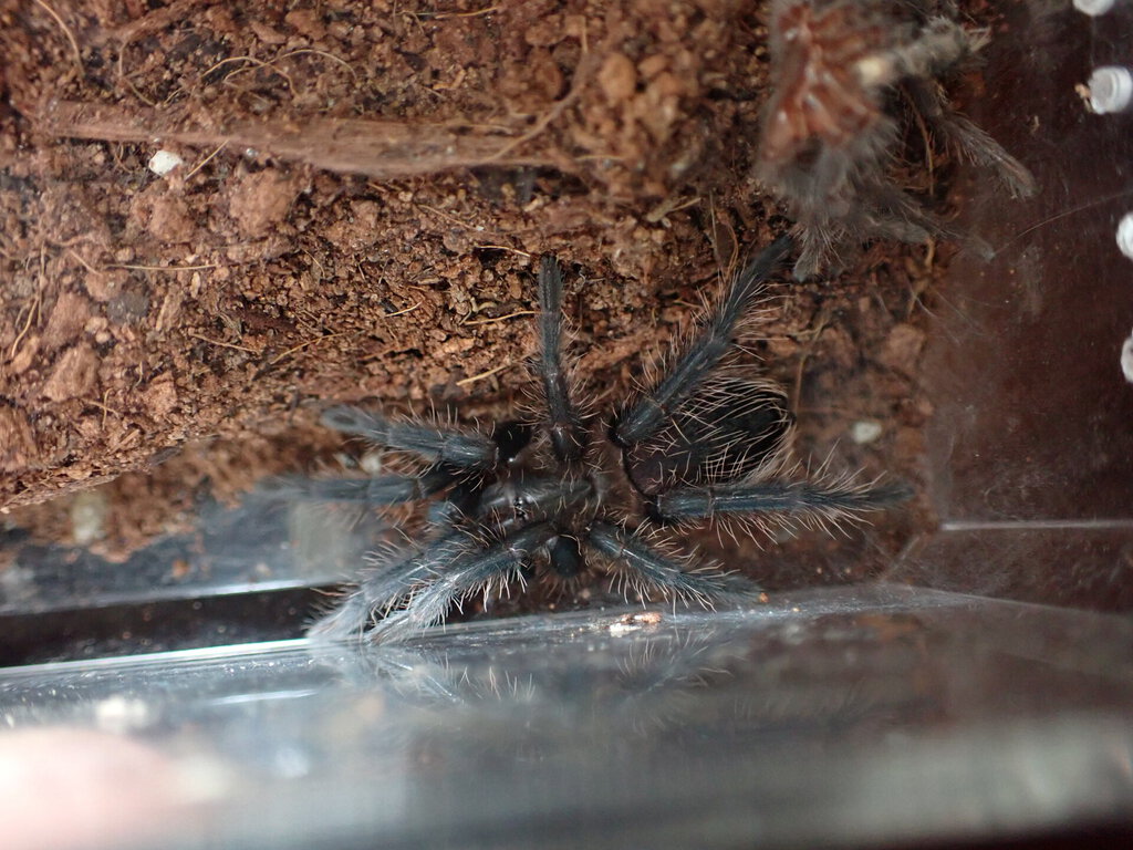 Sold as A. Geniculata