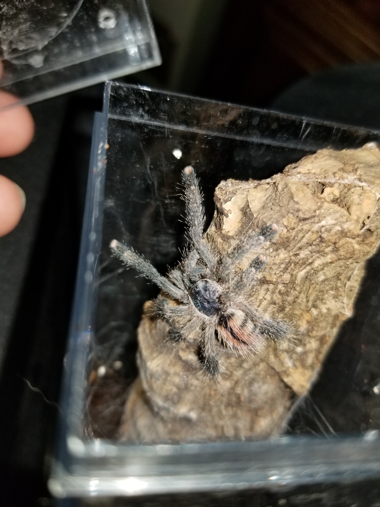 Sold as a Purple Pinktoe (Avicularia purpurea)