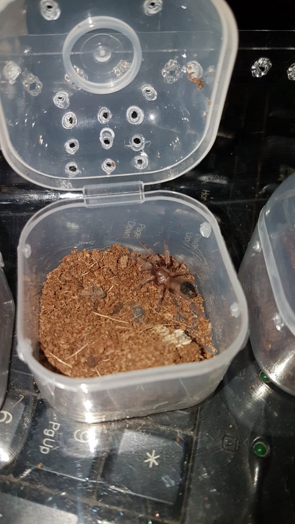 Sold as Acanthoscurria geniculata #2