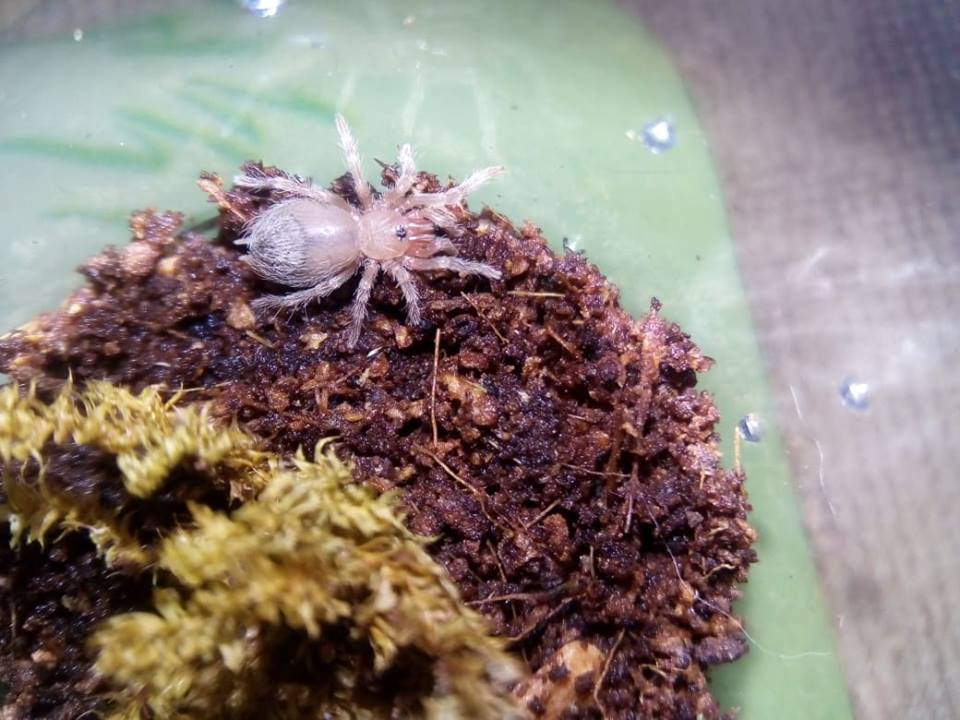 Sold as Acanthoscurria geniculata