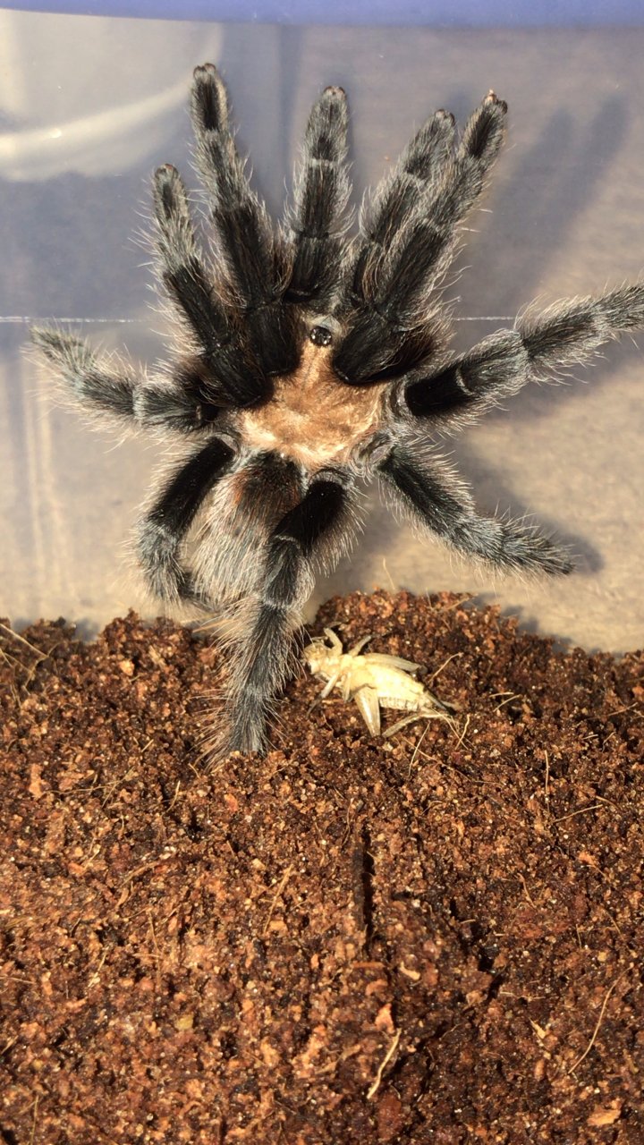 sold as aphonopelma hentzi