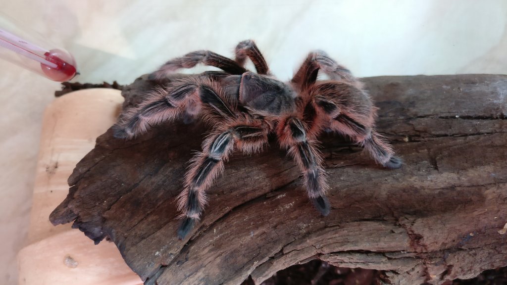 Sold as Aphonopelma seemanni