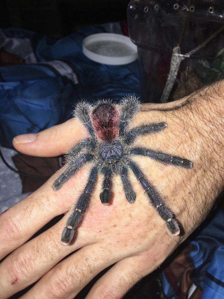 Sold as Avicularia juruensis