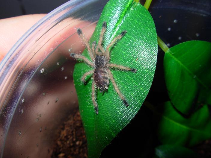 sold as Avicularia Sp Purple