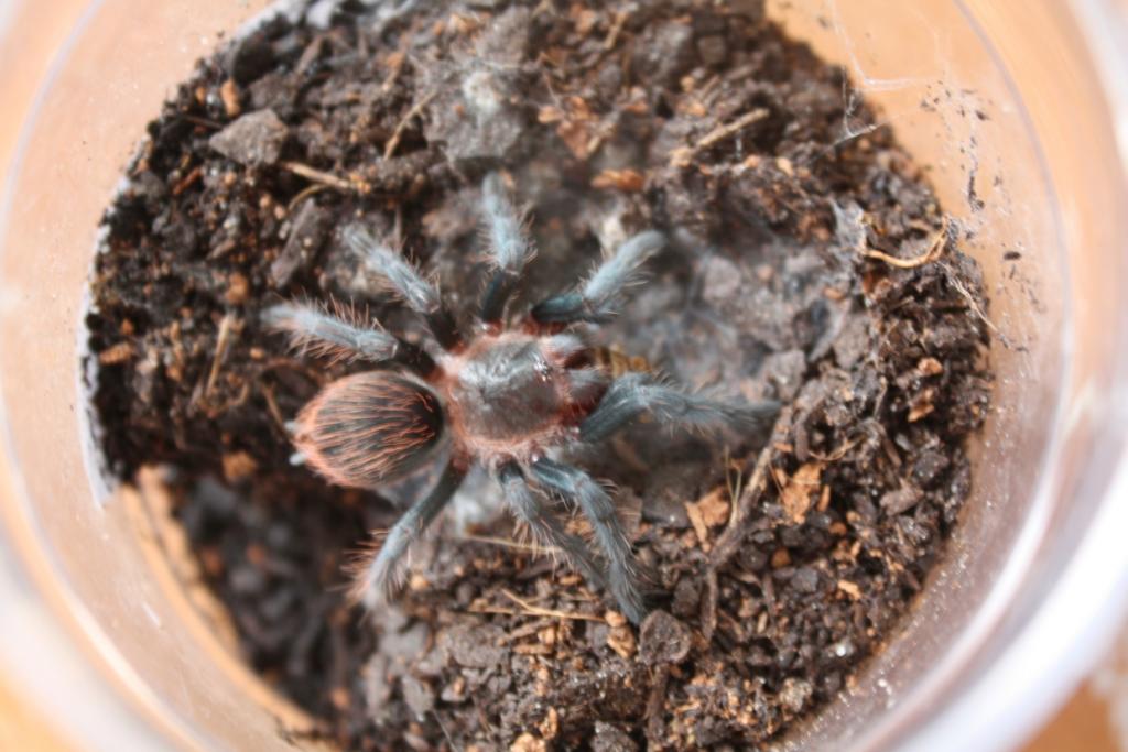 Sold As B.smithi