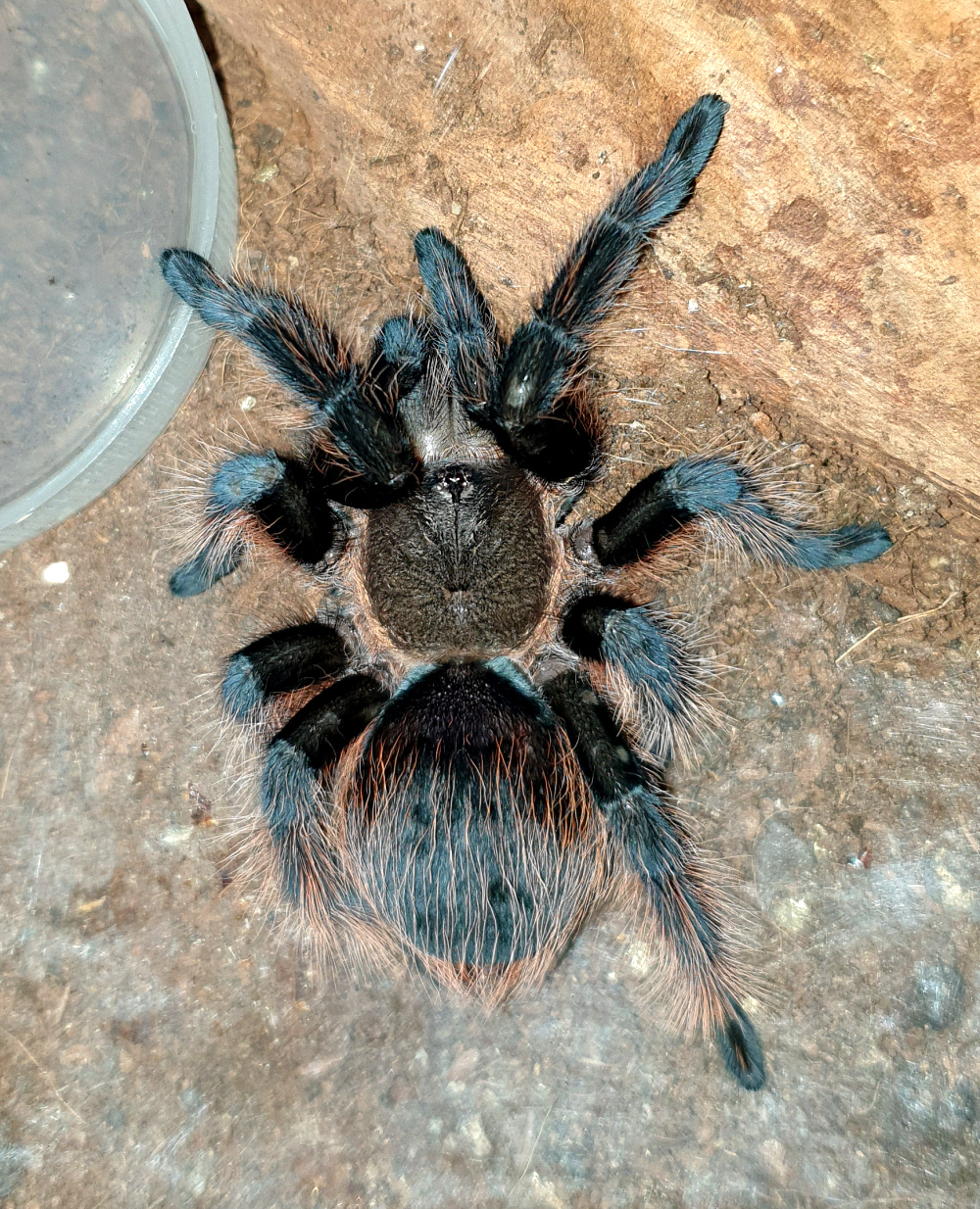 Файл:Brachypelma vagans (Mexican Red Rump).jpg — Википедия