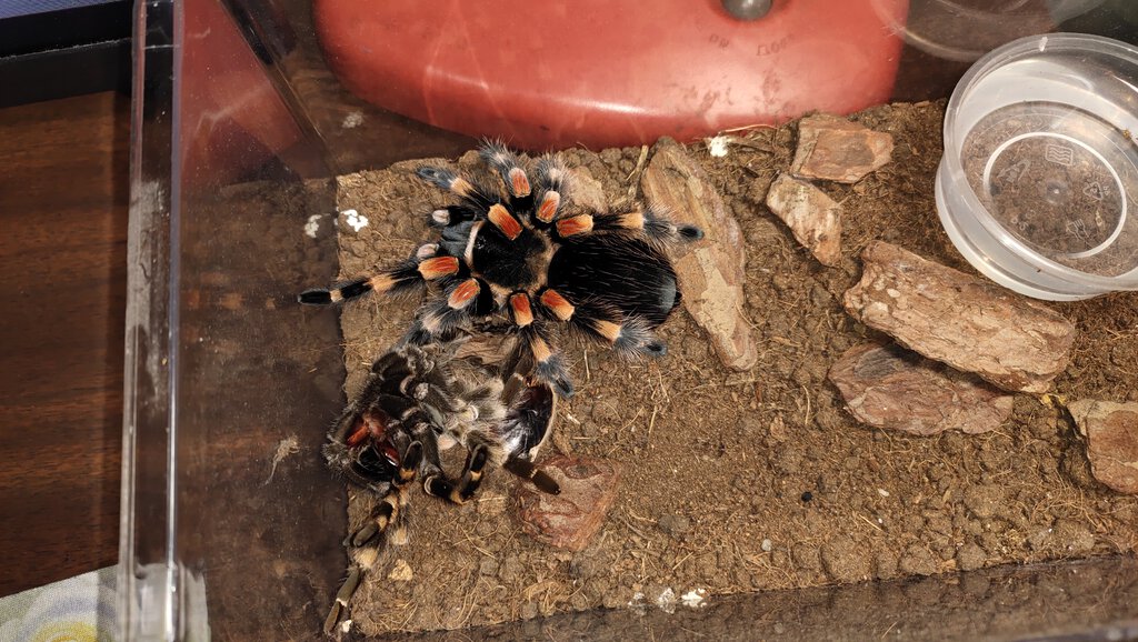 Sold as Brachypelma Hamorii [2/2]