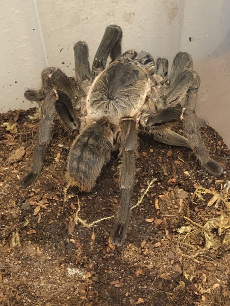 Sold as Cyriopagopus minax (ex Haplopelma minax)