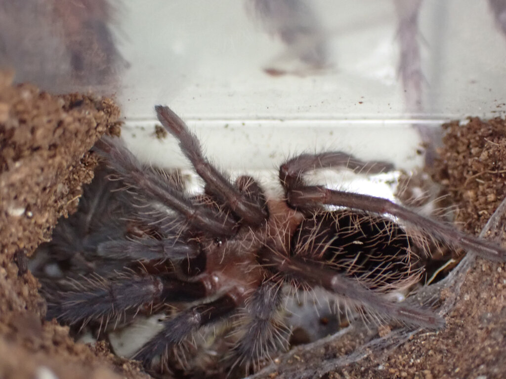 Sold as G. pulchripes