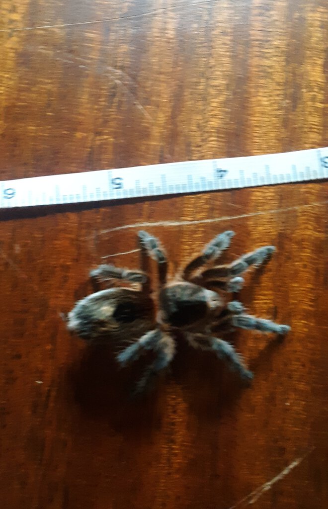 Sold as Grammostola pulchra [2/2]