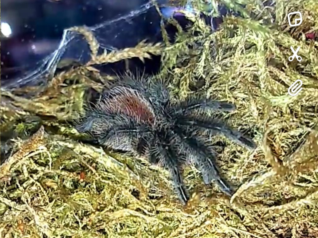 Sold as Grammostola pulchra