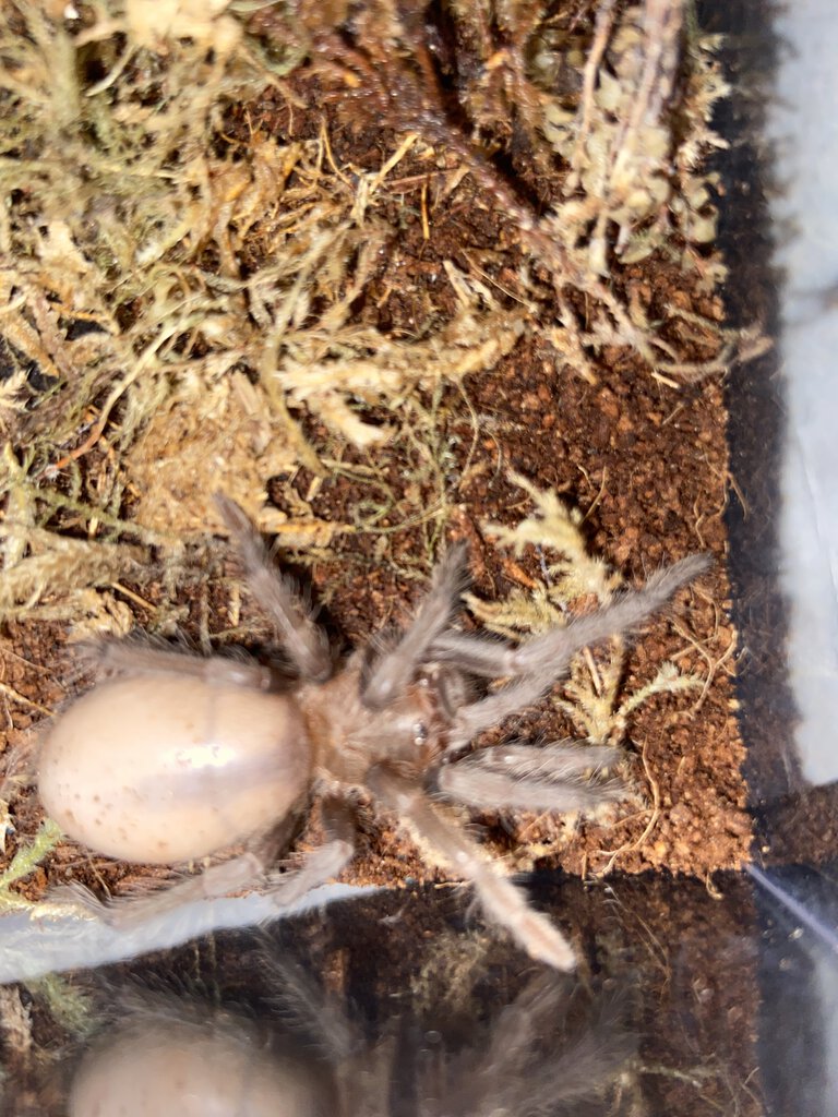 Sold as Grammostola pulchripes