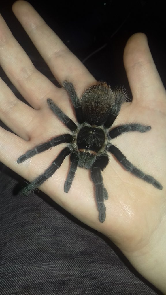 Sold as Grammostola rosea