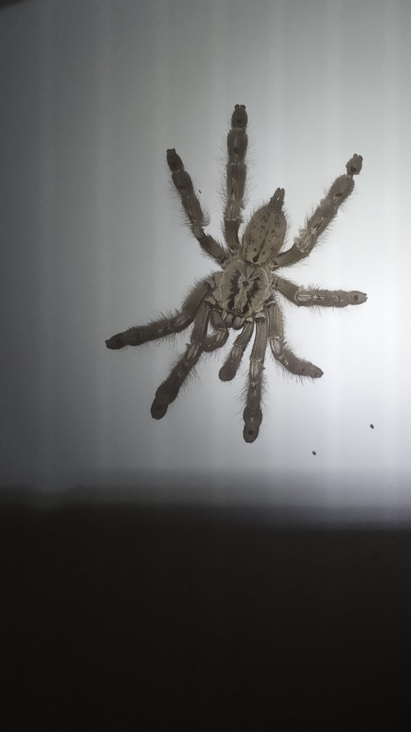 Sold as H. Maculata