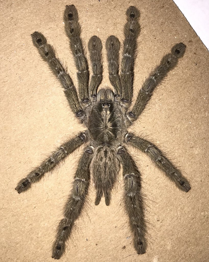 Sold As Heteroscodra maculata