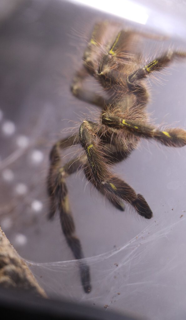 Sold as Omothymus violaceopes (ex Lampropelma violaceopes) [1/2]