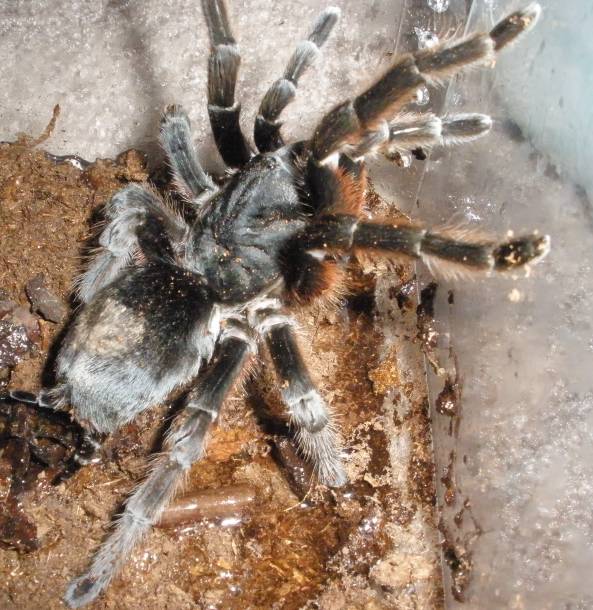 Sold as Pamphobeteus fortis