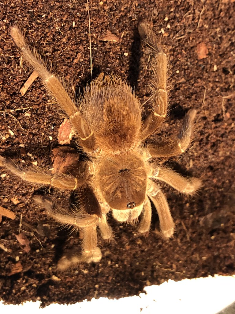 Sold as "Pink Goliath Birdeater" [1/4]