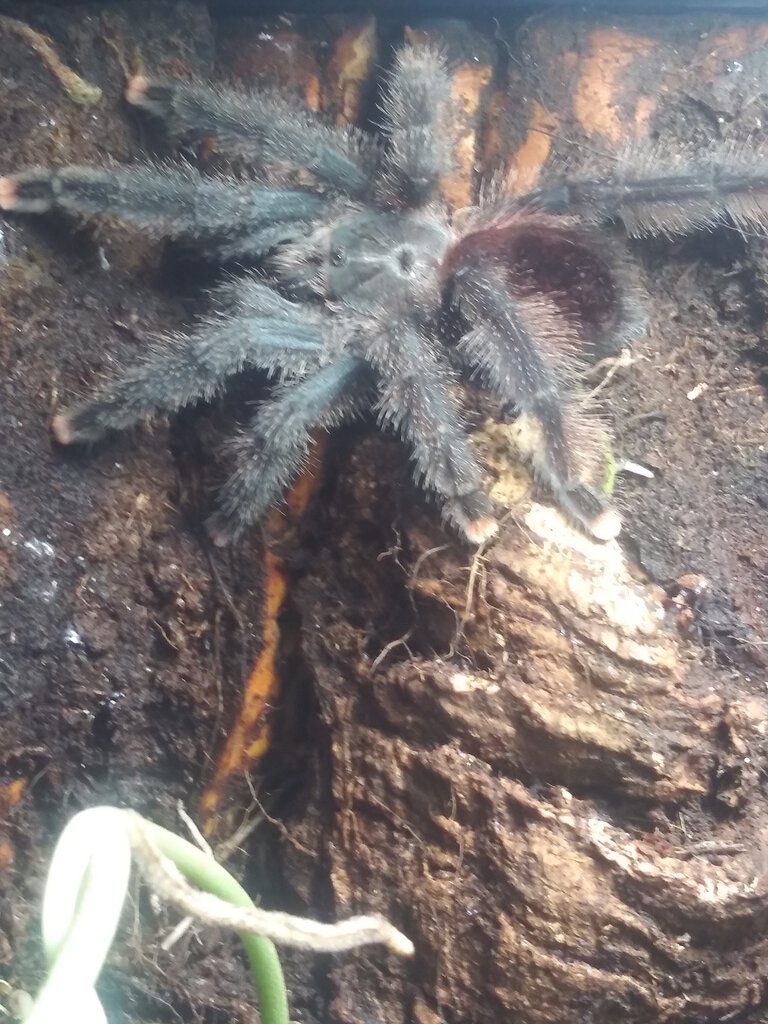 Sold as "Pink Toe Tarantula"