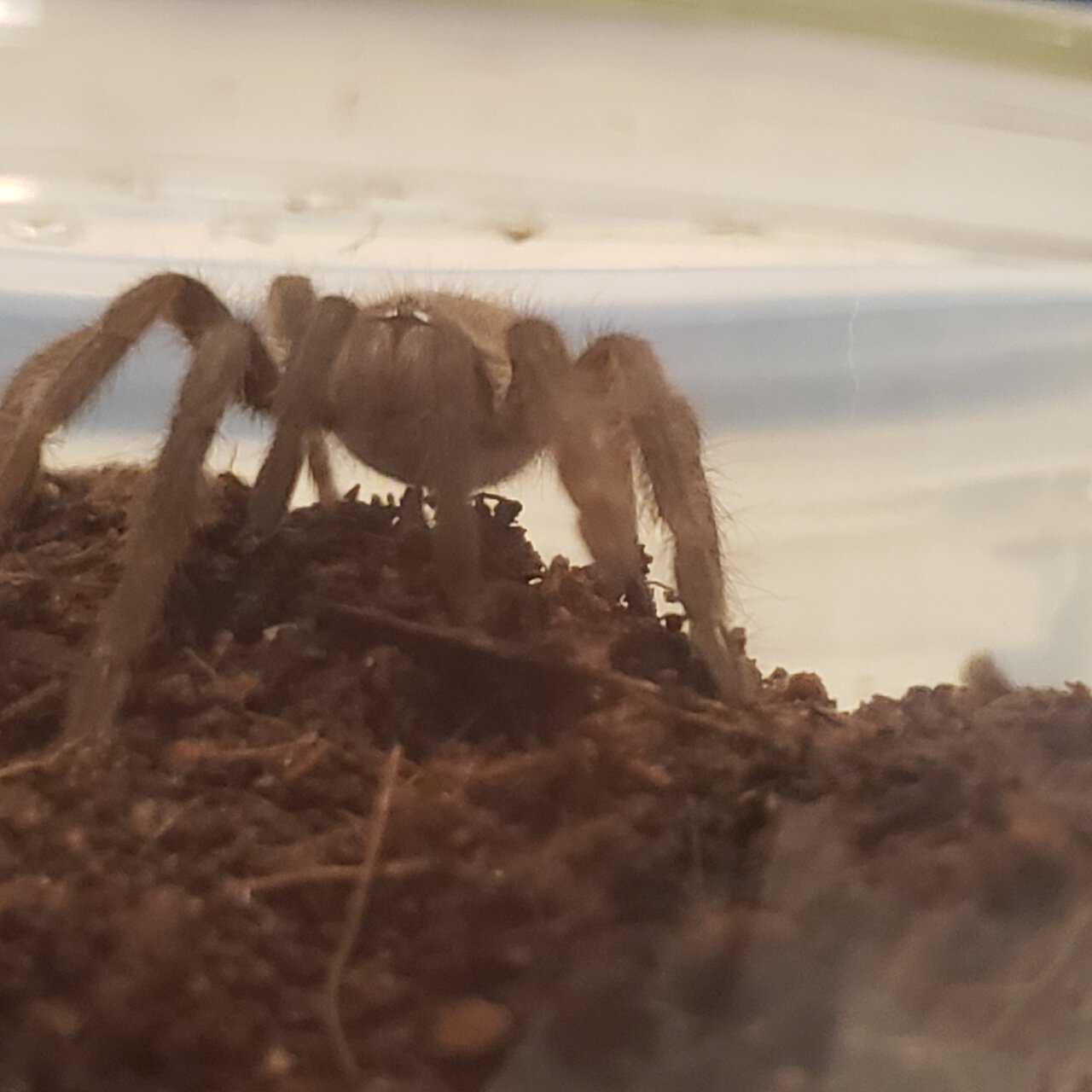 Sold as Pterinopelma sazimai