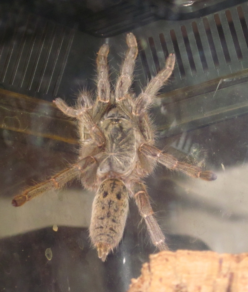 Sold As "starburst Baboon" - P. Murinus Tcf?