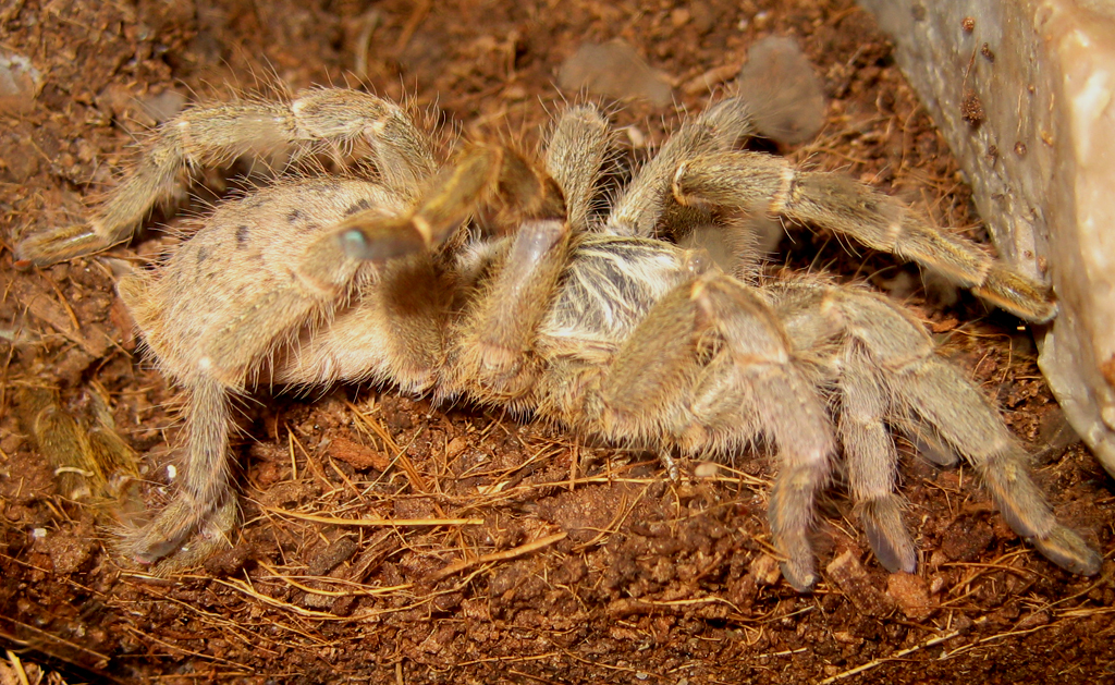 Sold as "Starburst Baboon Tarantula"